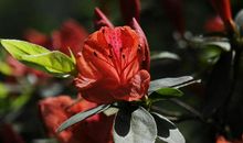 高考作文辅导59：文体训练之表扬信写作（含范文）