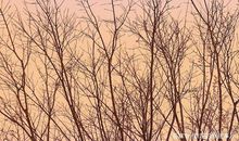 唯美作文：小镇的早晨