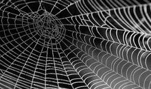 《网内人》读后感