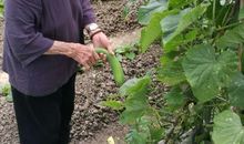 奶奶的小菜园 奶奶家的小菜园作文400字