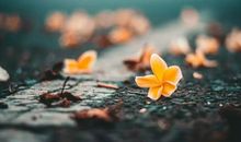 作文在线丨四季之歌