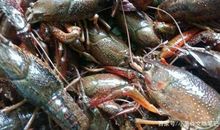 小学生作文：龙虾