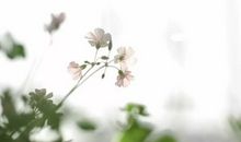 心态不真实散文