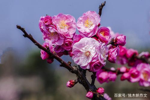 三年级作文:赏梅