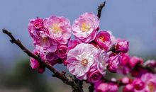 三年级作文：赏梅