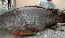 巨型鱼“怪”珍贵的照片作文400字