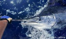 五年级优秀故事作文：海浪中的咆哮