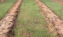 地锦育苗与园林绿化栽培技术分析论文