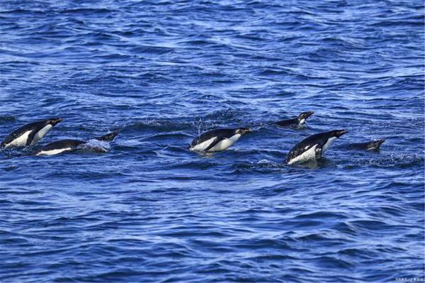 小学生作文｜保护大自然就是保护我们自己