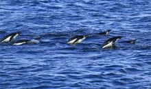 小学生作文｜保护大自然就是保护我们自己