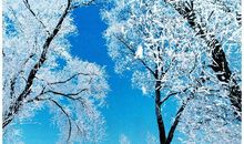 世界真奇妙 美丽的雾凇作文300字