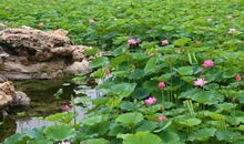 池塘的景色 池塘写景作文400字