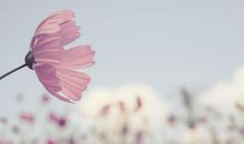 高中生优秀作文：及时享乐