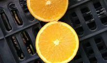 家乡的冰糖柑 家乡的特产作文400字