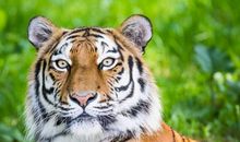 优秀作文：《感人肺腑的金叶子》，这只老虎太有义气了