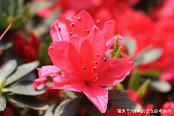 高考作文辅导58:文明礼仪需要一些仪式感 2