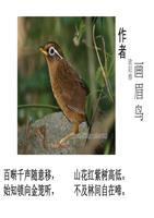 小画眉的教案