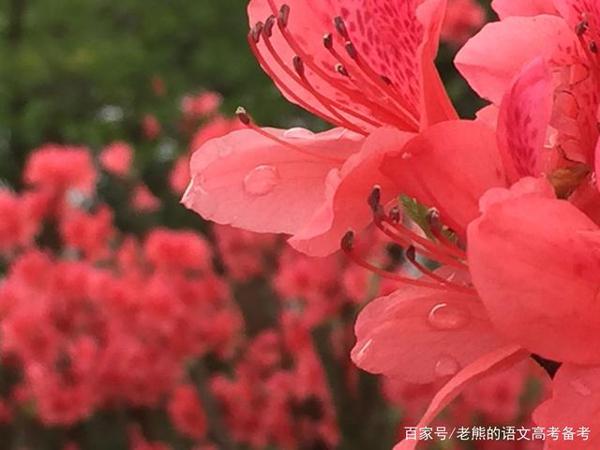 高考作文辅导58:文明礼仪需要一些仪式感