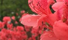 高考作文辅导58：文明礼仪需要一些仪式感