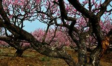 心中的桃树 美丽的桃树作文400字