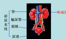 妇产科手术致泌尿系统损伤原因分析论文