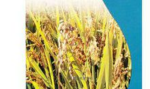 优质水稻栽培技术与病虫害防治论文