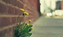 有关生命的名言警句集锦