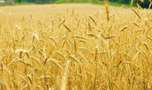 作文怎样令人耳目一新，这里有答案！