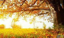 秋之图 热爱秋天作文400字