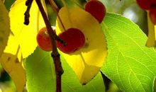 关于秋分的作文：秋分_750字