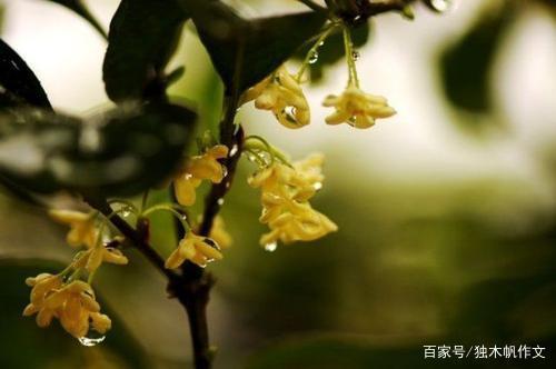三年级作文:告诉你我的秋天是什么味道的