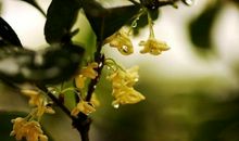 三年级作文：告诉你我的秋天是什么味道的