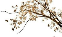 尘香花事倦散文