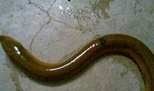 杀黄鳝作文350字