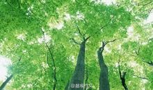 2015年湖南高考满分作文：智者若树