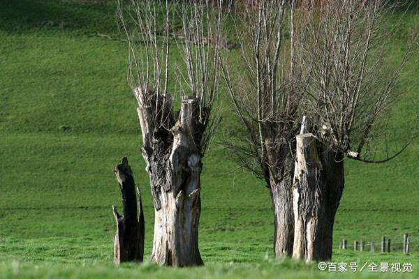 真题作文:若没有柳树,我走不出那段阴霾 1