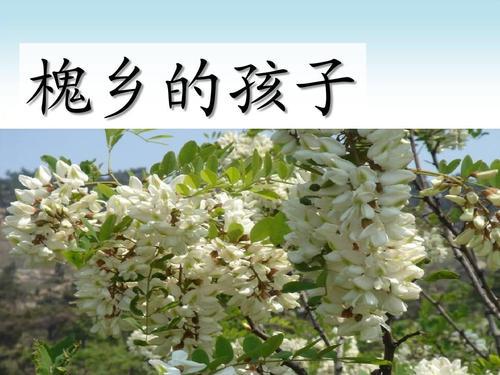 槐乡的孩子语文教案