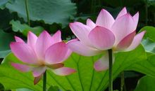 2015年湖南高考满分作文：修心如莲