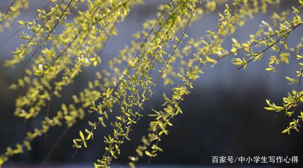 真题作文:若没有柳树,我走不出那段阴霾
