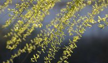 真题作文：若没有柳树，我走不出那段阴霾