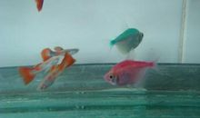 有趣的热带鱼 我喜欢热带鱼400字作文