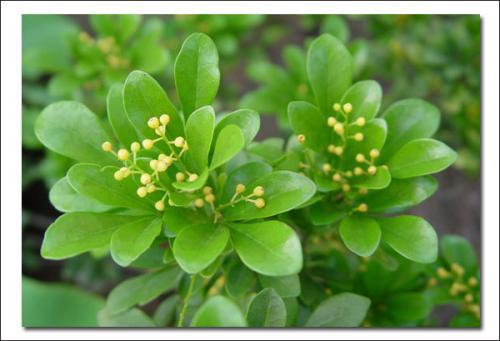 米兰花 赞美米兰花的作文400字
