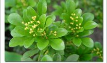 米兰花 赞美米兰花的作文400字