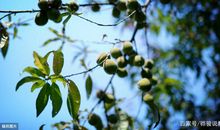 高考作文预测、优秀作文展示：《杏林春暖，橘井生香》