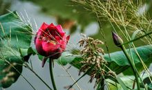 中学生作文：《一湖残荷》，留得残荷听雨声，那是一种风景