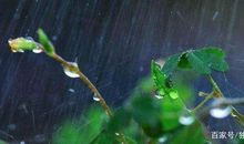 五年级作文：夏雨