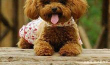 六年级作文：可爱的泰迪狗