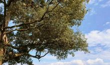 初中语文，母爱普通不寻常，这样作文可打破俗套，营构如诗的意境