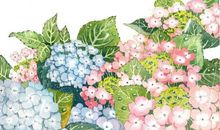 我怀念故乡的绣球花田 写景的作文800字