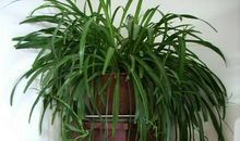 书房中的吊兰 小学记叙文700字